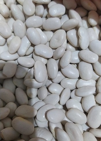 Beyaz Fasulye Taneleri - Görsel 6