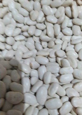 Beyaz Fasulye Taneleri - Görsel 4