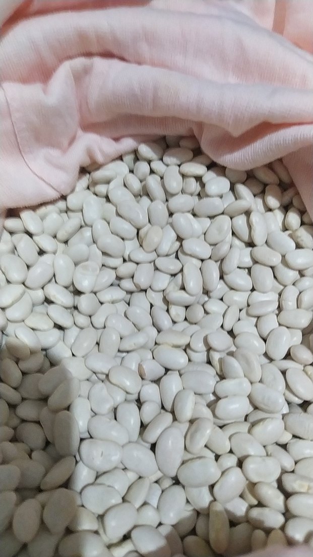 Beyaz Fasulye Taneleri - Görsel 3