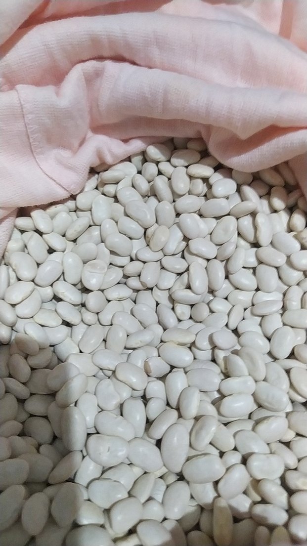 Beyaz Fasulye Taneleri - Görsel 2