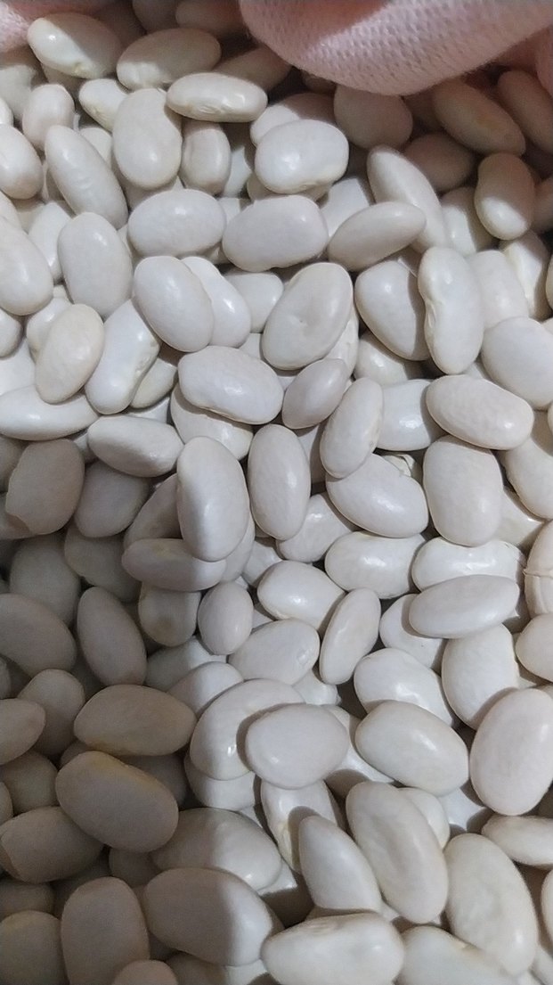 Beyaz Fasulye Taneleri - Görsel 5