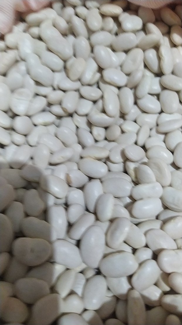 Beyaz Fasulye Taneleri - Görsel 4