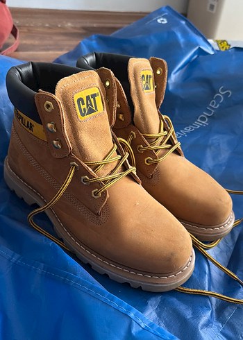 Cat 42