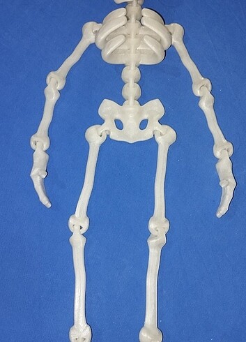 İskelet