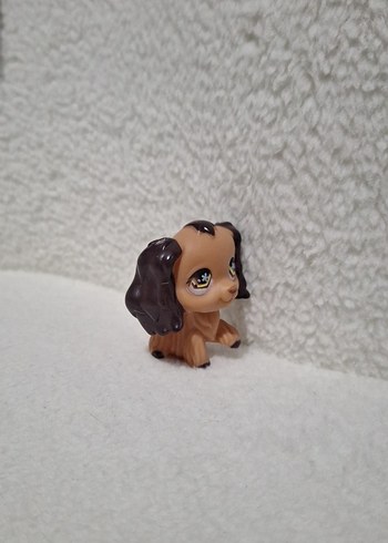 Miniş köpek - Görsel 3