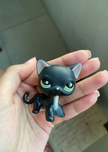  Beden Renk Lps shorthair kedi miniş