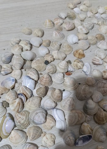 Beyaz Doğal Deniz Kabukları - Görsel 4