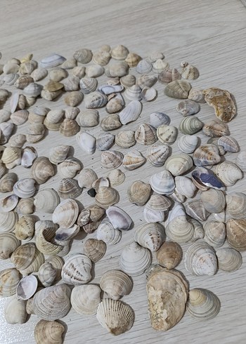 Beyaz Doğal Deniz Kabukları - Görsel 6