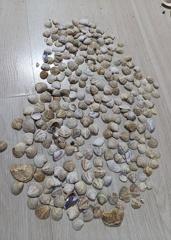 Beyaz Doğal Deniz Kabukları - Görsel 7