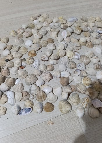 Beyaz Doğal Deniz Kabukları - Görsel 3