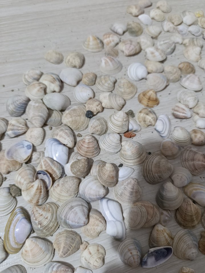 Beyaz Doğal Deniz Kabukları - Görsel 4