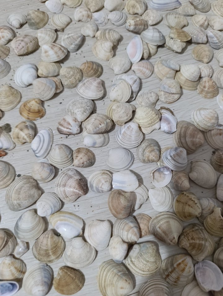 Beyaz Doğal Deniz Kabukları - Görsel 5
