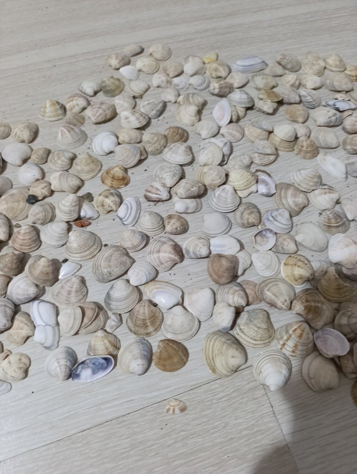 Beyaz Doğal Deniz Kabukları - Görsel 3