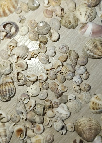 Bej Renkli Doğal Deniz Kabukları - Görsel 4