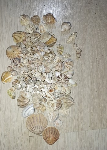 Bej Renkli Doğal Deniz Kabukları - Görsel 6