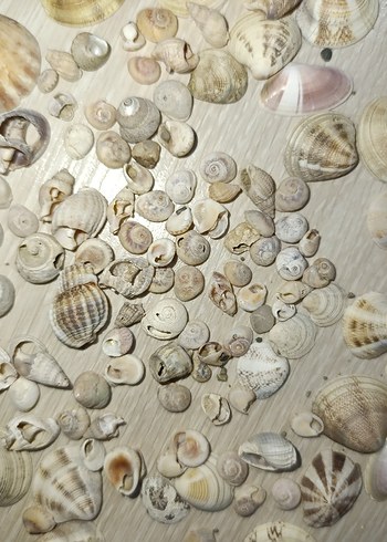 Bej Renkli Doğal Deniz Kabukları - Görsel 3