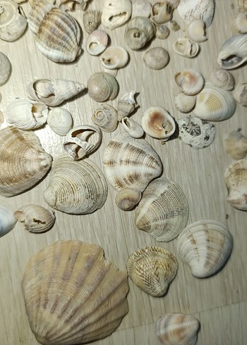 Bej Renkli Doğal Deniz Kabukları - Görsel 2