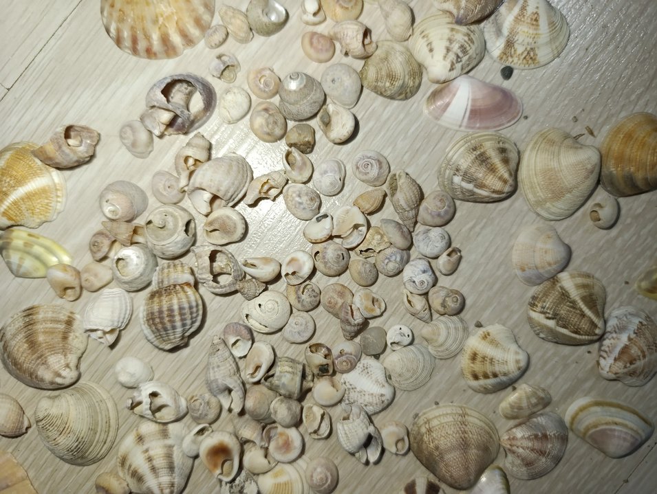 Bej Renkli Doğal Deniz Kabukları - Görsel 4