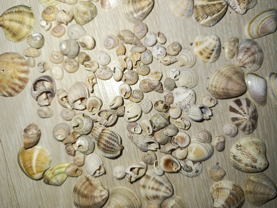 Bej Renkli Doğal Deniz Kabukları - Görsel 5