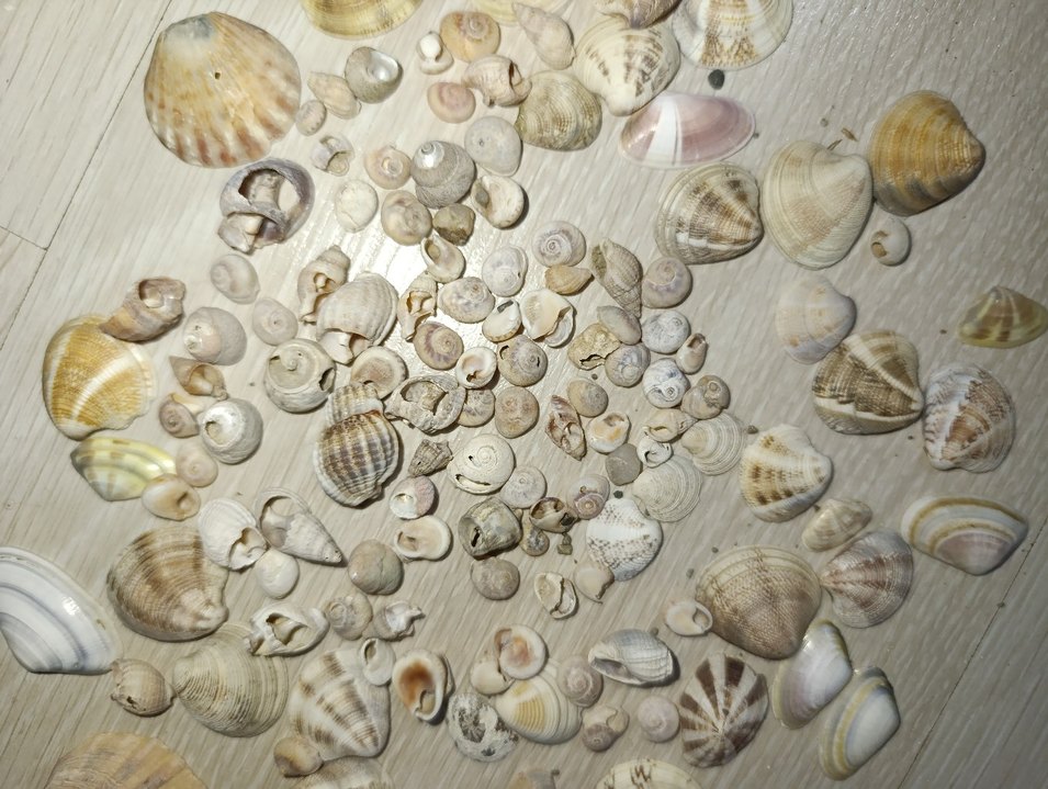 Bej Renkli Doğal Deniz Kabukları - Görsel 3