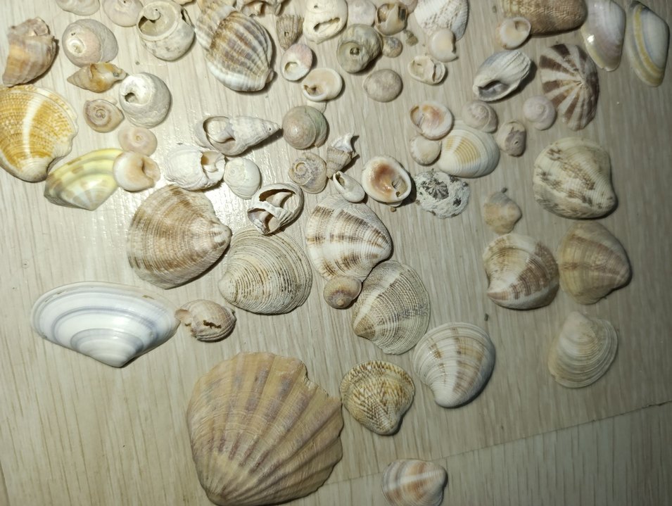 Bej Renkli Doğal Deniz Kabukları - Görsel 2