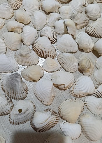 Beyaz Deniz Kabuklu Bohem Dekoratif Tabak - Görsel 3