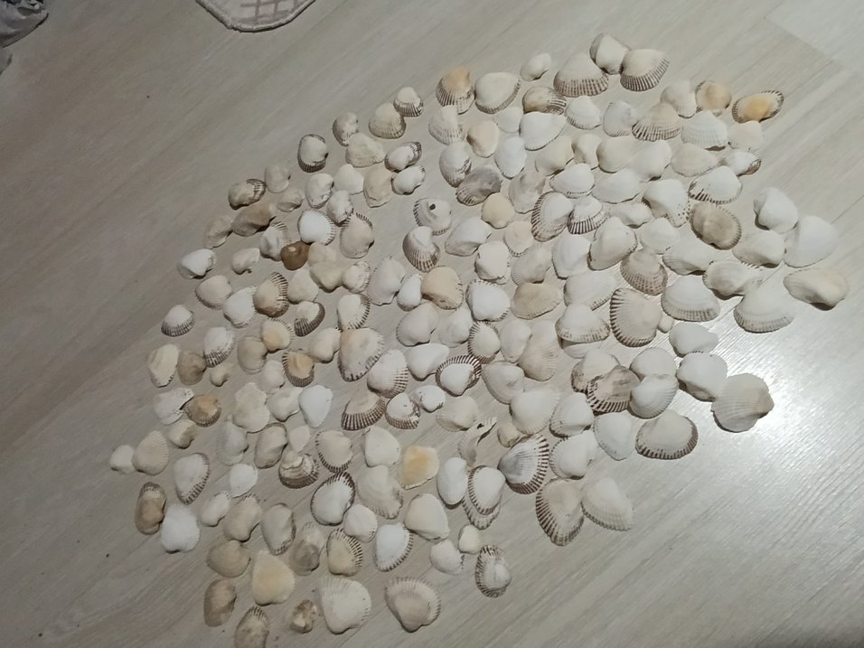 Beyaz Deniz Kabuklu Bohem Dekoratif Tabak - Görsel 5