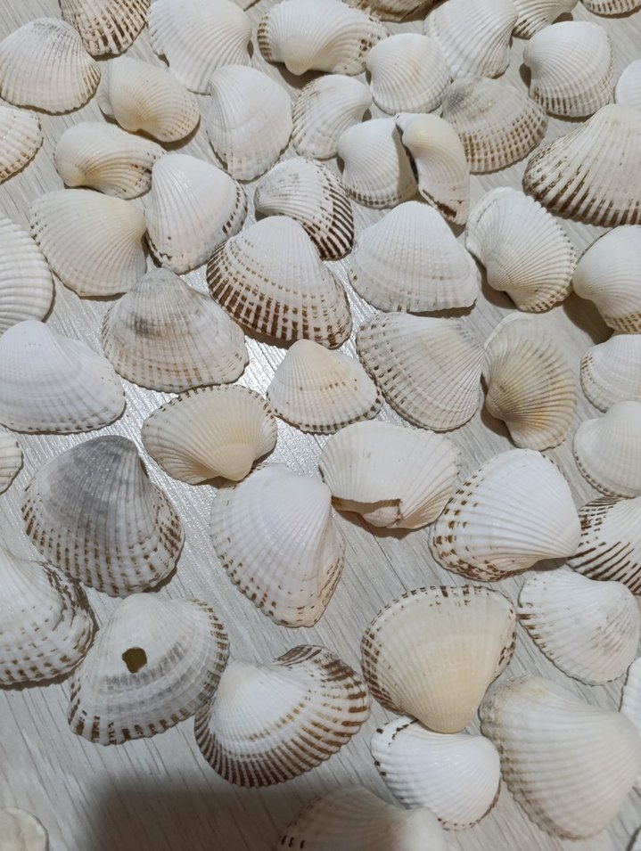 Beyaz Deniz Kabuklu Bohem Dekoratif Tabak - Görsel 3