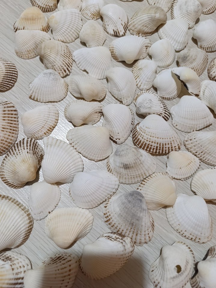 Beyaz Deniz Kabuklu Bohem Dekoratif Tabak - Görsel 4