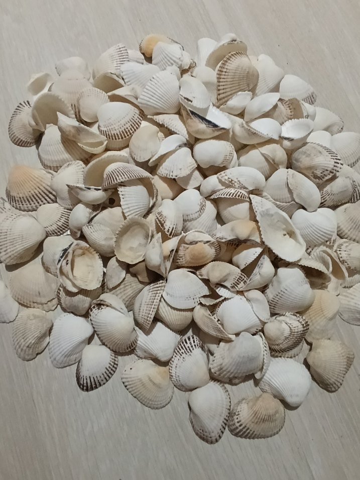 Beyaz Deniz Kabuklu Bohem Dekoratif Tabak - Görsel 2