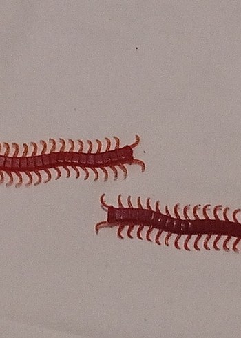 Plastik Kırkayak - Görsel 2