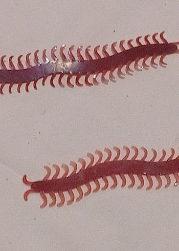 Plastik Kırkayak - Görsel 5