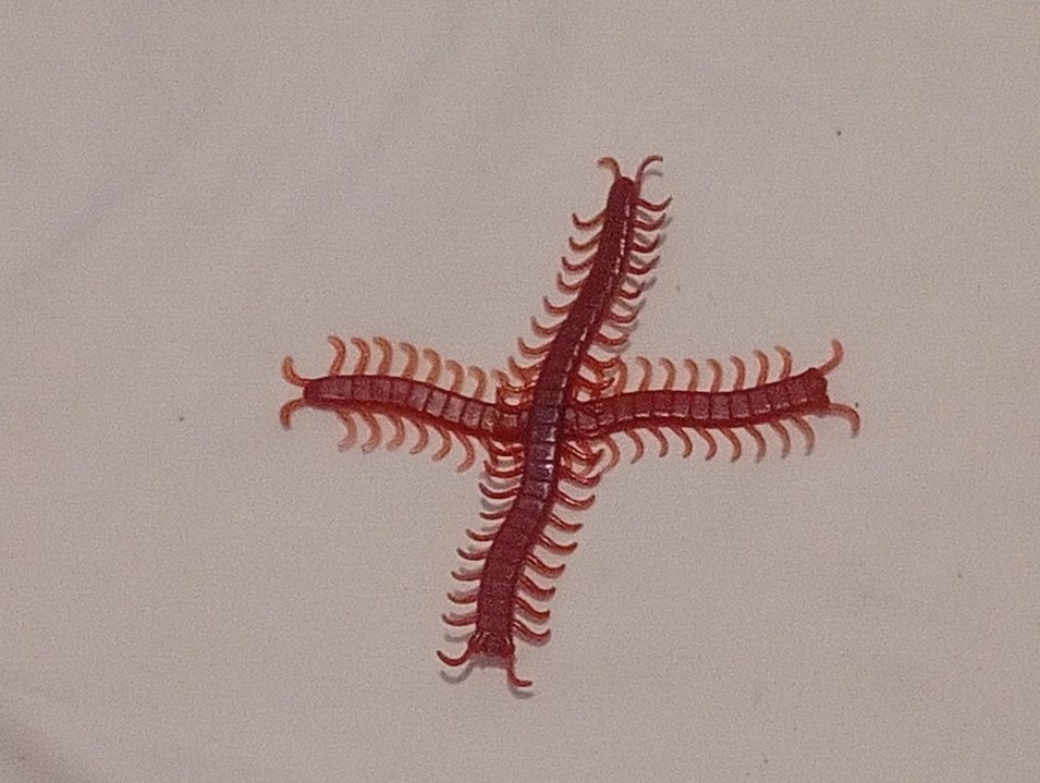 Plastik Kırkayak - Görsel 3