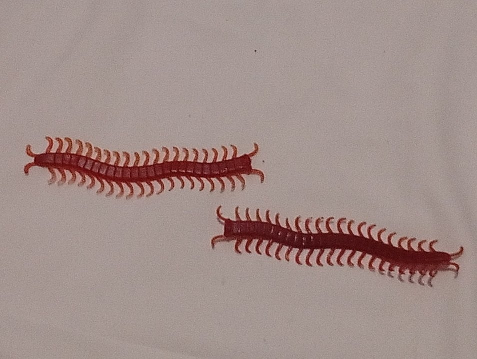 Plastik Kırkayak - Görsel 2