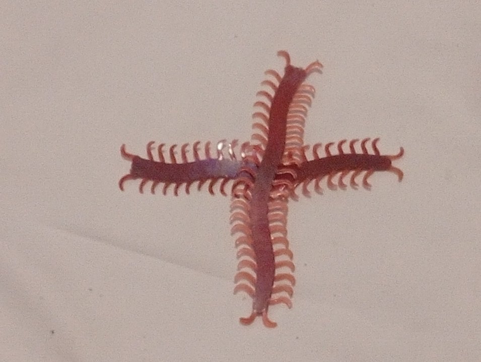 Plastik Kırkayak - Görsel 4