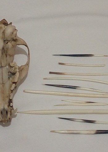 Bej ve Gri Manikür Pedikür Aletleri - Görsel 4