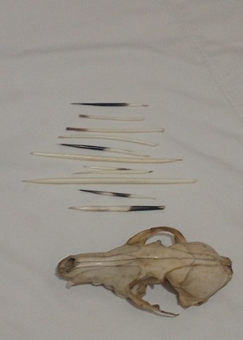 Bej ve Gri Manikür Pedikür Aletleri - Görsel 2