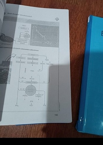 Biyoloji Ders Notları Föy 1 ve 2 - Görsel 4