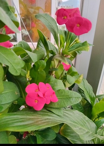 Canlı Pembe Çiçekli Dekoratif Bitki