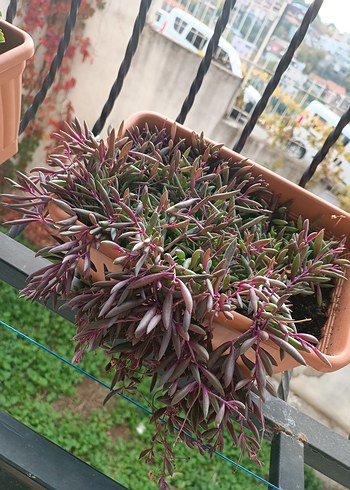 YAKUT KOLYESİ - Görsel 2