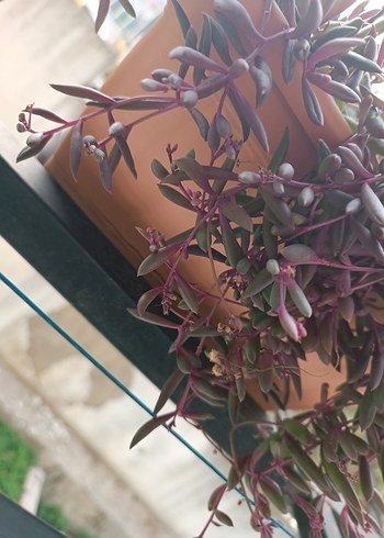 YAKUT KOLYESİ - Görsel 3