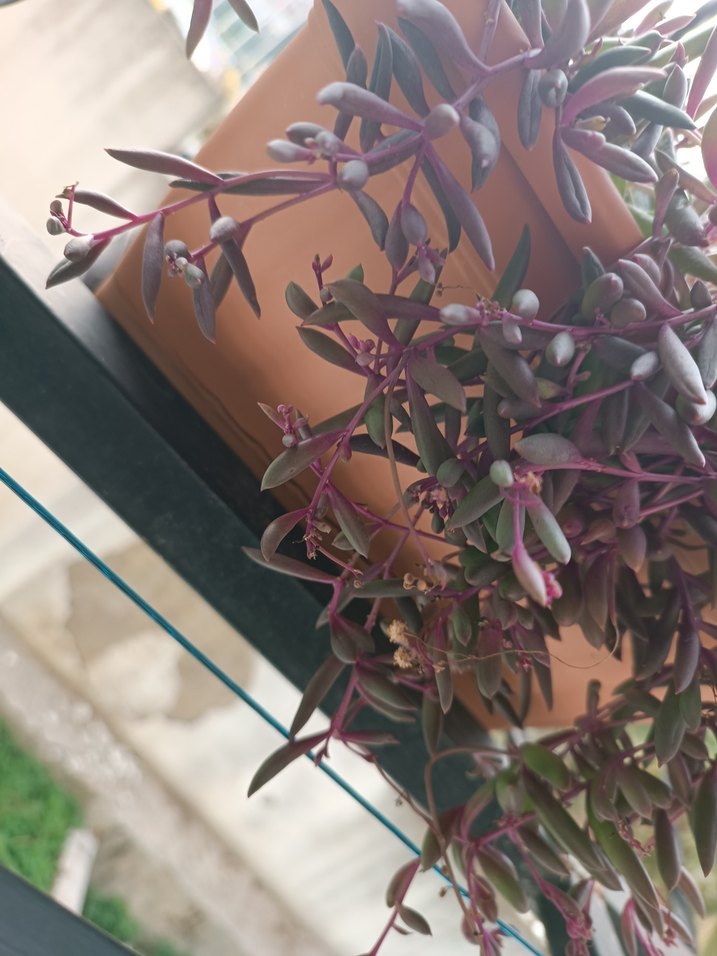 YAKUT KOLYESİ - Görsel 3