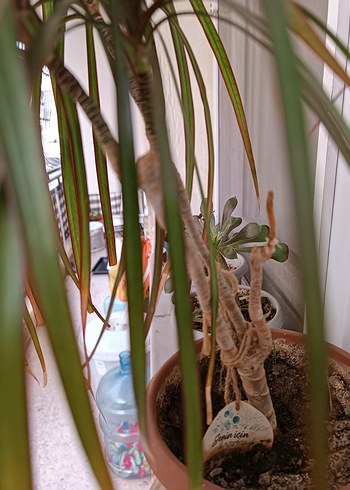 MARGİNATA SALON BİTKİSİ - Görsel 6