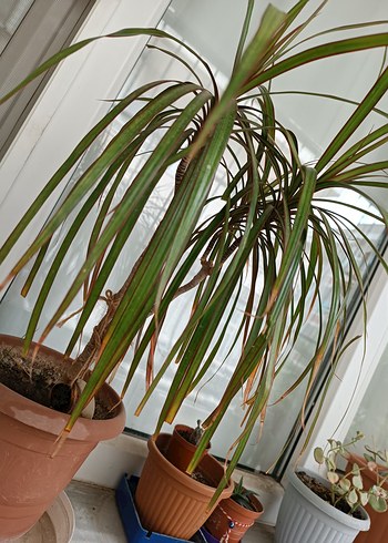 MARGİNATA SALON BİTKİSİ - Görsel 5