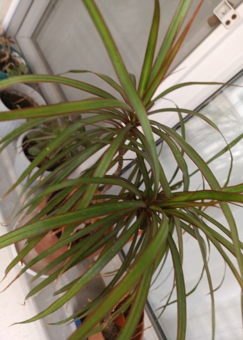 MARGİNATA SALON BİTKİSİ - Görsel 3