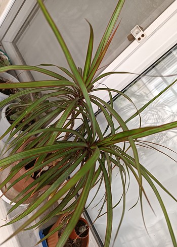 MARGİNATA SALON BİTKİSİ - Görsel 2