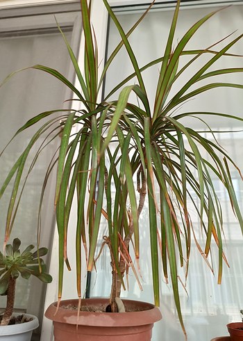 MARGİNATA SALON BİTKİSİ - Görsel 4