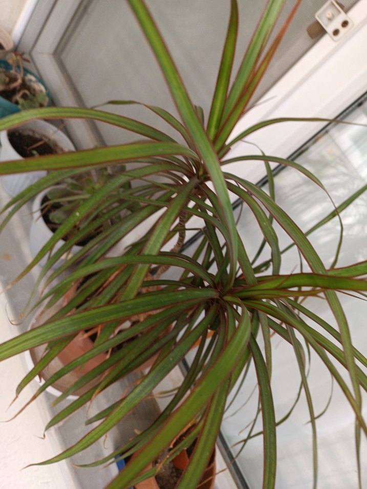 MARGİNATA SALON BİTKİSİ - Görsel 3