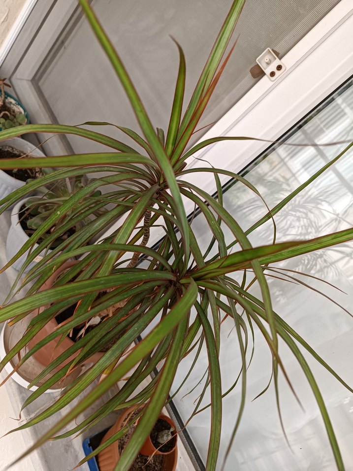 MARGİNATA SALON BİTKİSİ - Görsel 2