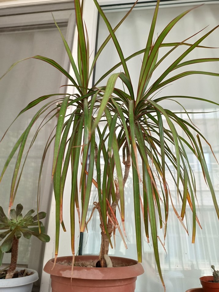 MARGİNATA SALON BİTKİSİ - Görsel 4